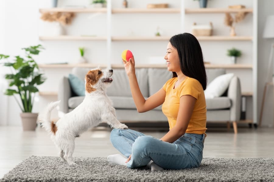 Unlocking the Joy and Benefits of Playing with Your Pets